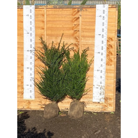 Hedging Taxus Baccata Rootballed 100-120cm plant height - AVAILABLE NOW AGAIN FOR LIMITED TIME