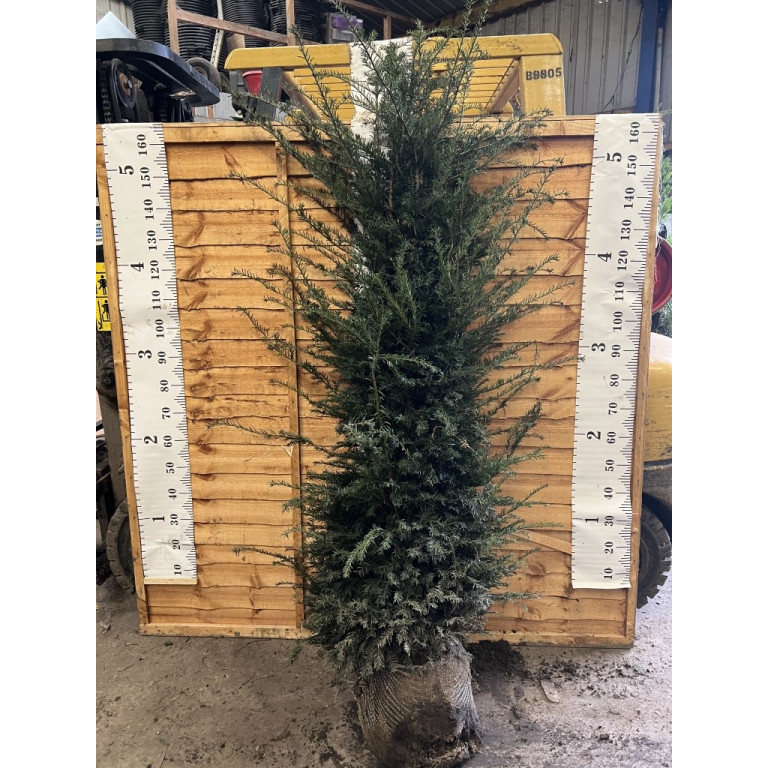 Hedging Taxus Baccata Rootballed 175-200cm plant height - AVAILABLE NOW AGAIN FOR LIMITED TIME