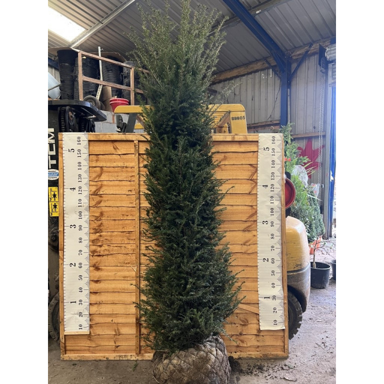Hedging Taxus Baccata Rootballed 200-250cm plant height - LOWER PRICE FOR QTY WHILE STOCKS LAST
