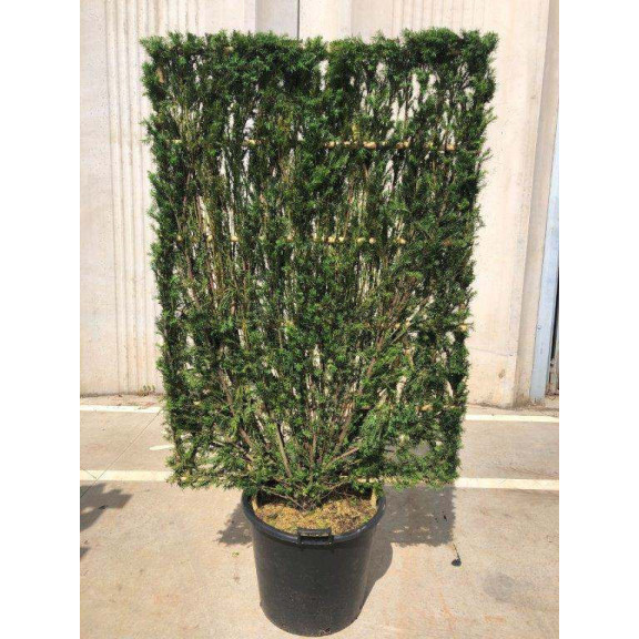 ESPALIER: TAXUS MEDIA HILLII 150x100