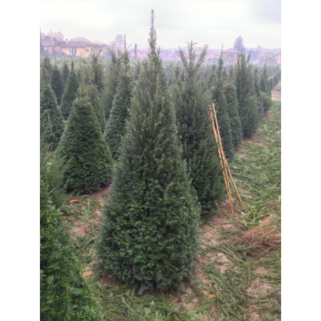 Taxus Yew Pyramid 4 sided Egyptian Pyramid 1.8-2m (6ft-6ft 6 inches) height of plant