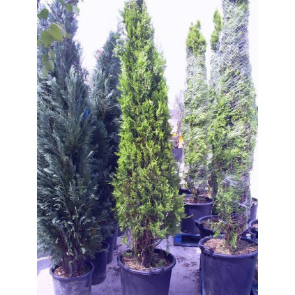 Thuya Orientalis Pyramidalis Aurea Thuja 175/200cm - 30 litre pot