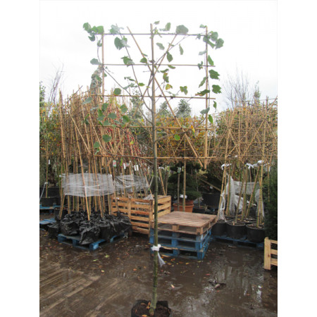 Tilia Pallida 1.5 Metre Clear Stem 8/10cm girth 150cm x 120cm Trellis