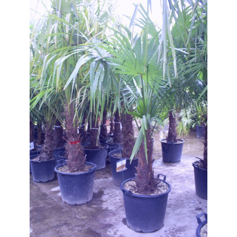 Trachycarpus Fortuneii Chusan Palm 80-90cm Trunk (Approx Total Height 160-180cm Including 50 litre Pot)
