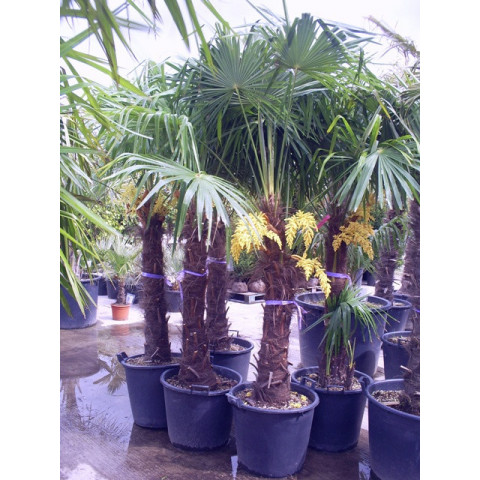 Trachycarpus Fortuneii Chusan Palm 90-100cm Trunk (Approx Total Height 180-200cm Including 50 litre Pot)