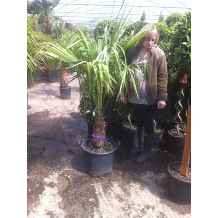 Trachycarpus Fortuneii Chusan Palm 30-35cm Trunk (Approx Total Height 100-120cm Including Pot)