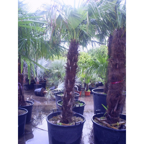 Trachycarpus Fortuneii Chusan Palm 120-130cm Trunk (Approx Total Height 220-250cm Including 70 litre Pot)