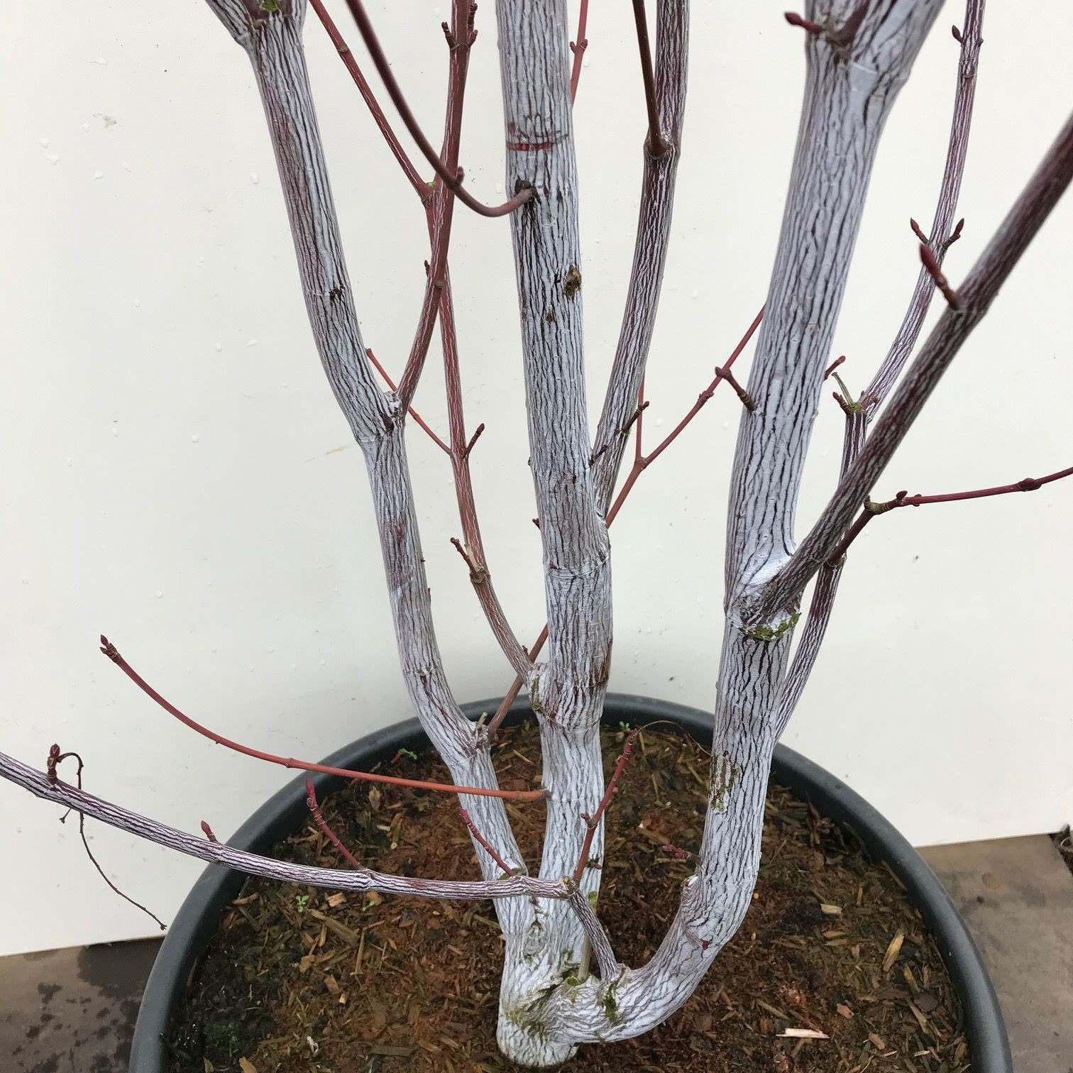 Acer davidii 'Viper' 250-300cm in 50lt pot