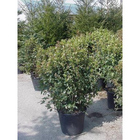 Viburnum Tinus (Eve Price) 60-80cm high inc pot height