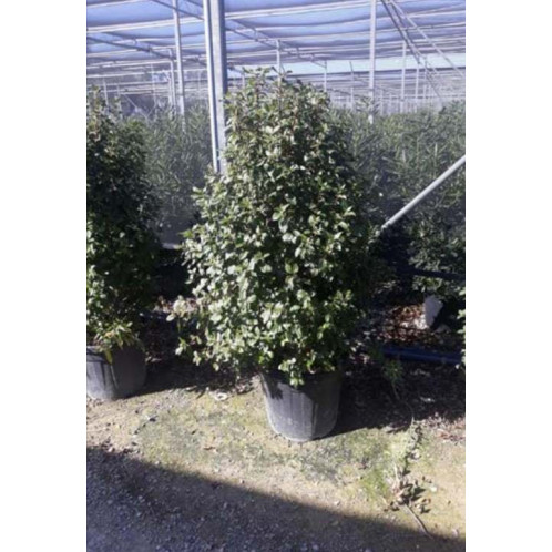 Viburnum Tinus Grandiflorum 125-150cm planted height in 70lt pot