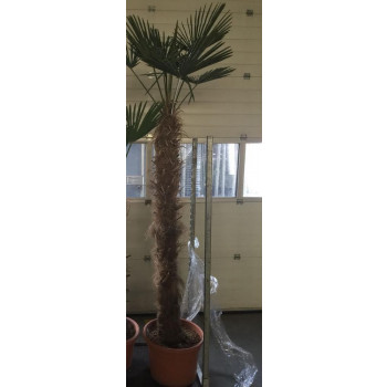 Trachycarpus Wagnerianus 180cm Trunk (Approx Total Height 280cm Including Pot)