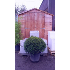 Taxus Baccata Ball, 60cm