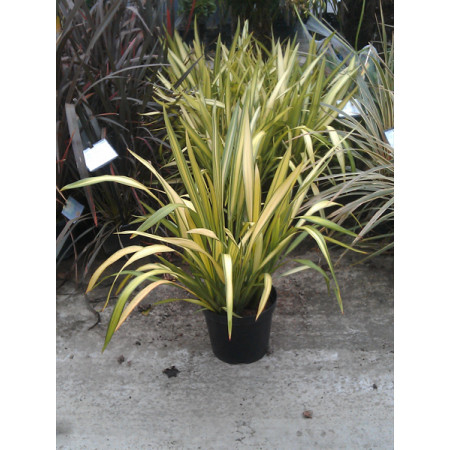 Phormium Yellow Wave 10lt pot 50cm including pot